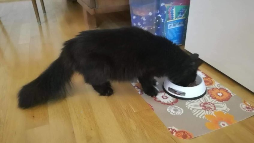 MÁME OBROVSKOU RADOST
      SHEVA JE DOMA 
  Přesně po měs...