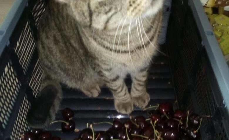 MÍŠA DOMA DŘE JAK KOCOUR BULHAR...