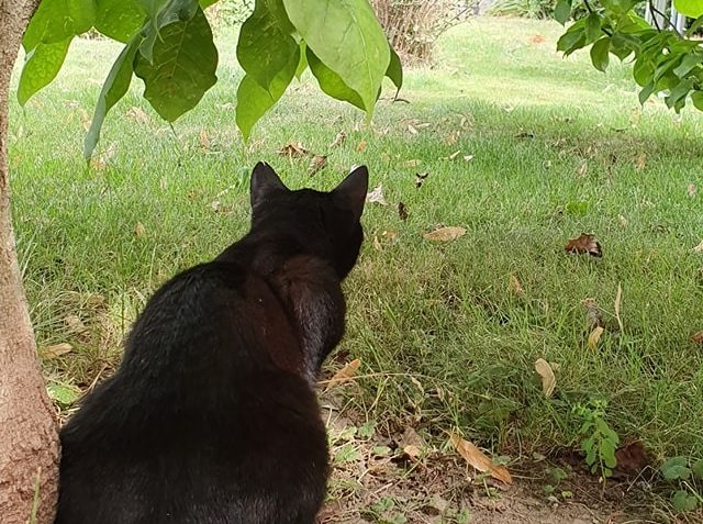 MŇOUKAL  A KOSÍ BRATŘI...