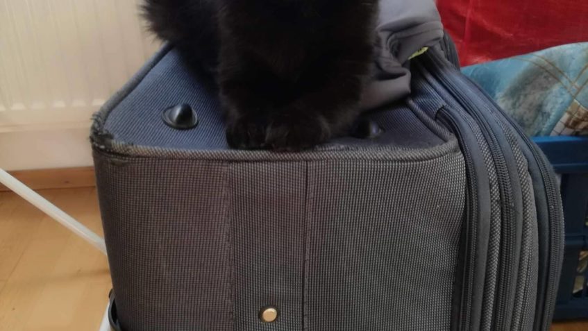 NHAVA V NOVÉM DOMOVĚ  BALÍ KUFRY KUFRY...