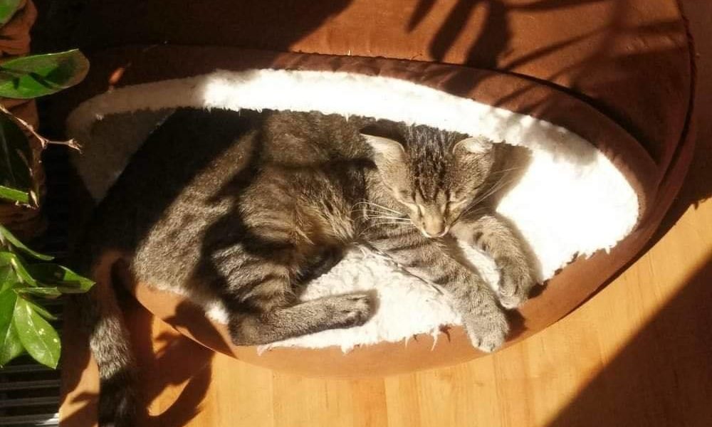 OBČAS K NÁM DORAZÍ I ZPRÁVY SMUTNÉ PROSÍME MYSLETE NA BOŘÍK...