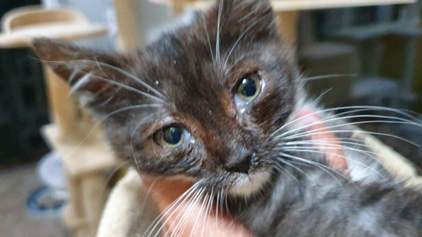 OPĚT PŘÍJEM Z ROUDNICE NAD LABEM  VINÝSEK...