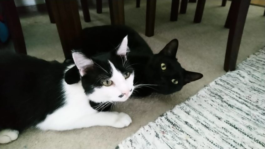 POZDRAVY POSÍLÁ MALIBU  A DOBŘÍK...