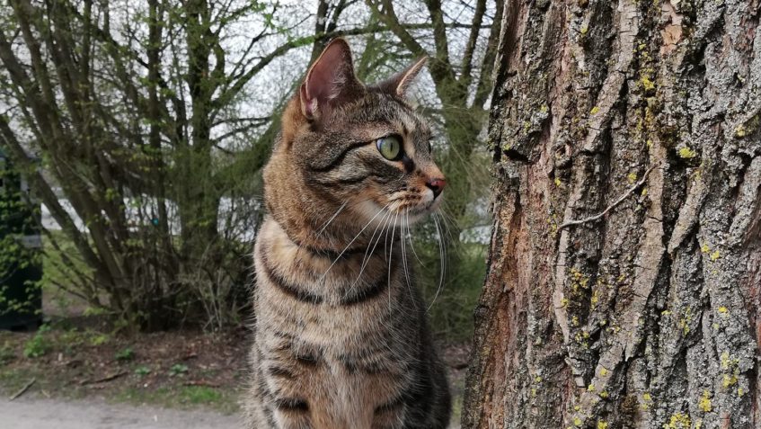 PRAHA VYSOČANY - MIMOŇ U ČESKÉ LÍPY...