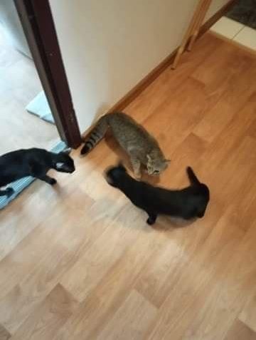 PRVNÍ RYCHLY POZDRAV Z DOMOVA OD ZVONILKY...