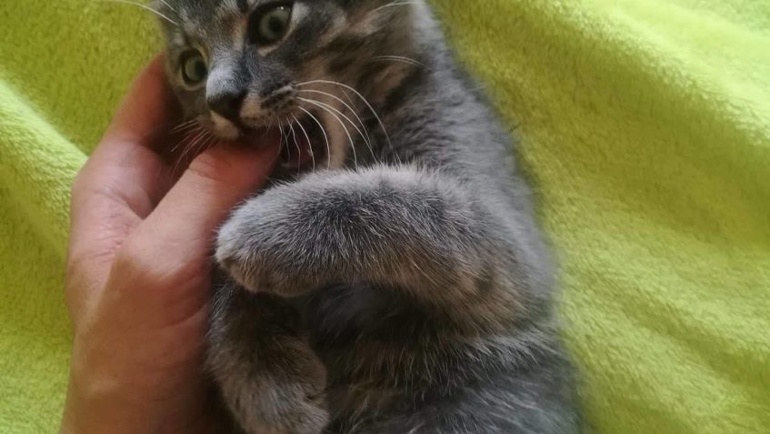 PRVNÍ ZPRÁVY OD MÁČKA A BRUNETKY Z OKUPACE NOVÉHO ÚZEMÍ...