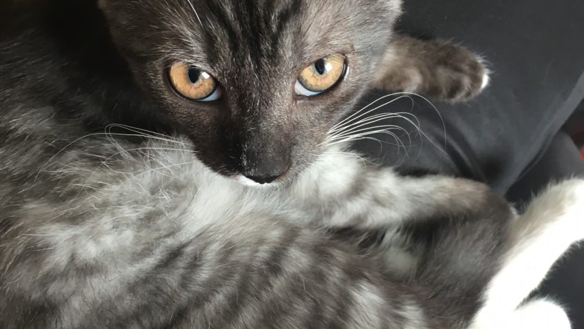 PRVNÍ ZPRÁVY OD NIKČI (NIKOTÝNKY)...