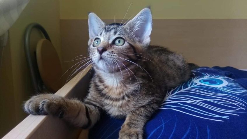 PŘED PÁR DNY NAŠLA DOMOV KRÁSNÁ DIXIE /MÍNA...