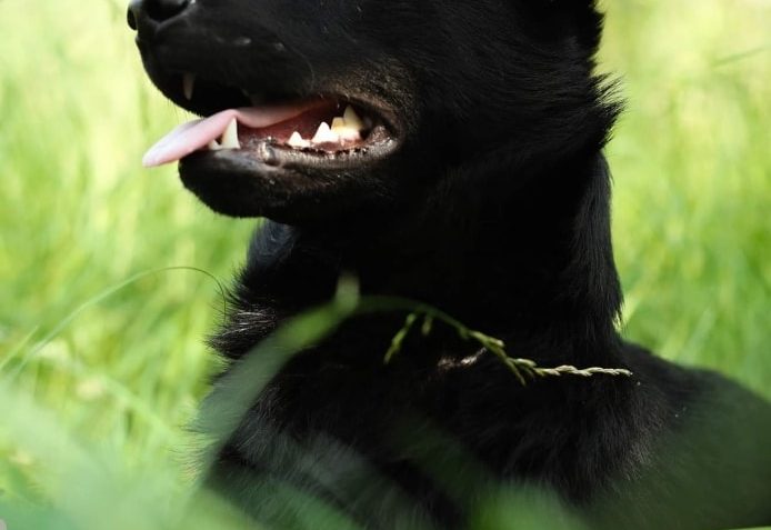 PŘÁTELÉ Z  YELLOW WORLD MEDIA  PRO KOČIČKY ZE SLUNÍČKA...