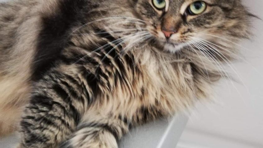 RONJA  V NOVÉM DOMOVĚ...