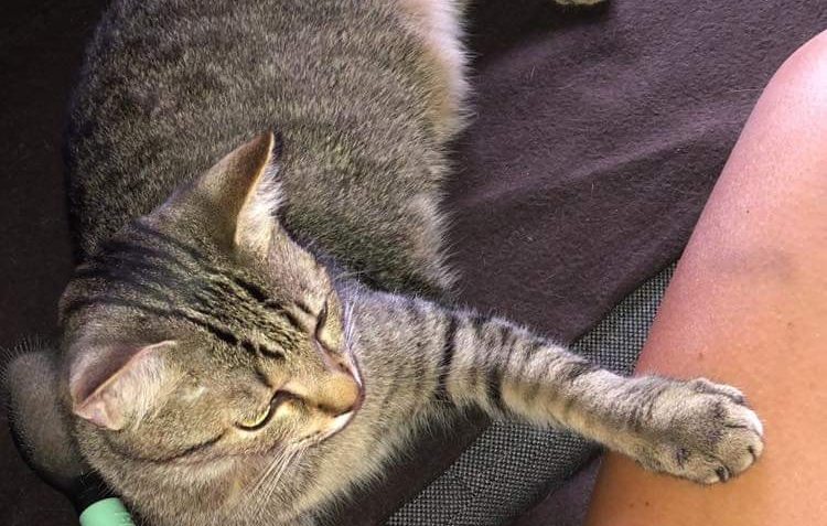 SYČÍK - KOCOUREK KTERÝ NA KAŽDÉHO SYČEL A KTERÝ UŽ NESYČÍ...