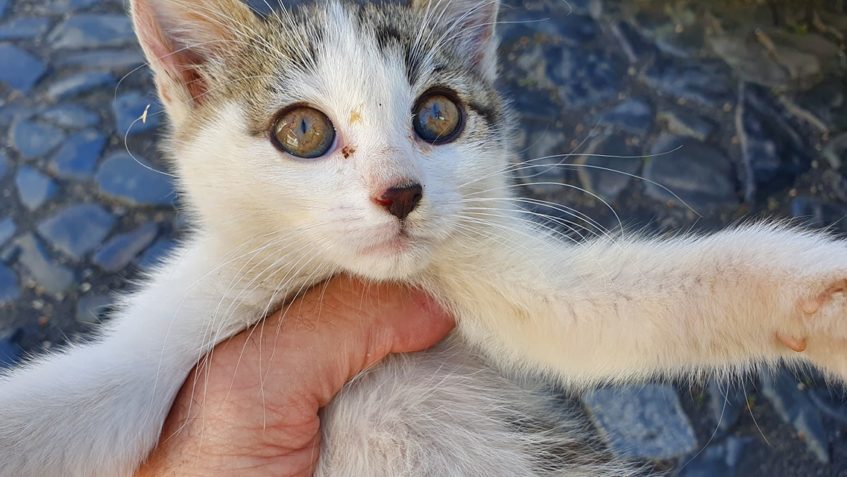 TROCHU NAŠTVANÁ A PŘEKVAPENÁ KOČIČKA ČESNEČKA z Ploskovic...