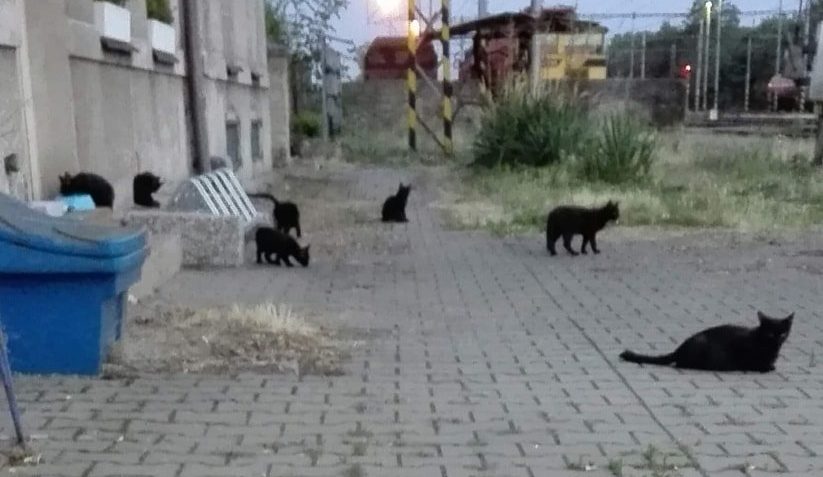 VČERA JSME NELENILI A ZAČALI S ODCHYTEM V DALŠÍ VZNIKLÉ KOLO...