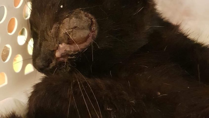 VČERA VE VEČERNÍCH HODINÁCH JSME PŘIJALI TOHOTO KOCOUŘIHO CH...