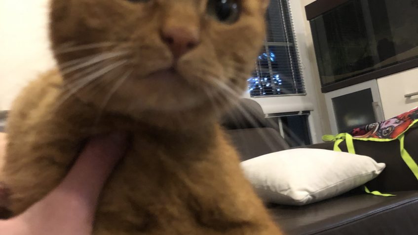 ZTRATIL SE GARFILD - SNĚDOVICE a okolí - PROSÍME o SDÍLENÍ ...