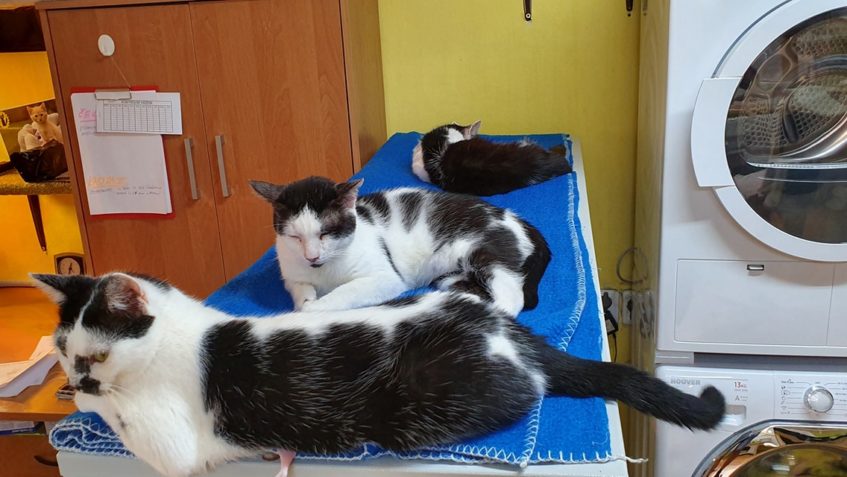 BYLO NEBYLO,  ČERNO BÍLO...