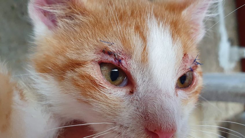 CHMELÍK JE PO OPERACI...