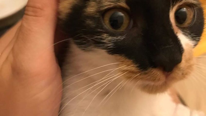 CIBULKA  & ČIKITKA...