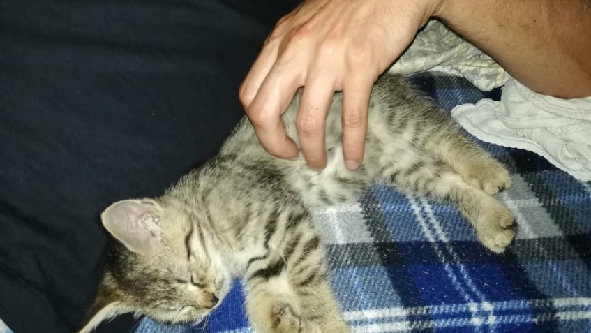 DO NOVÉHO DOMOVA ODCESTOVAL HROZÝNEK, KTERÝ BYL VE SLUNÍČKU ...