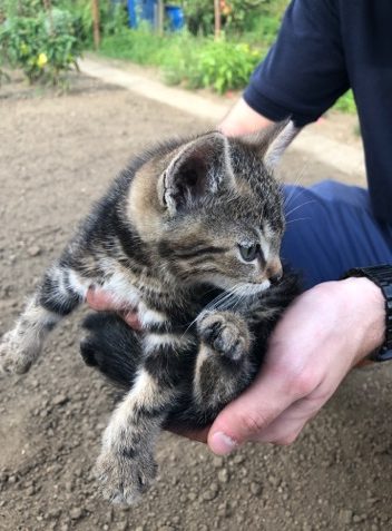 DOMOV HLEDÁ TOTO ZACHRÁNĚNÉ KOTĚ!!!! PROSÍME O SDÍLENÍ!!!!!!...