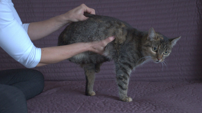 DORNOVA METODA PRO KOČKY - Dornova metoda pro zvířata | Andrea Dunová