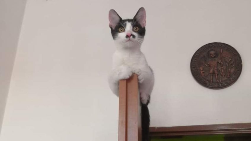 DROBEČEK,  S KRYCÍM JMÉNEM  - Macík...