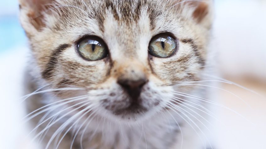 Další várka našich svěřenců hledajících domov....