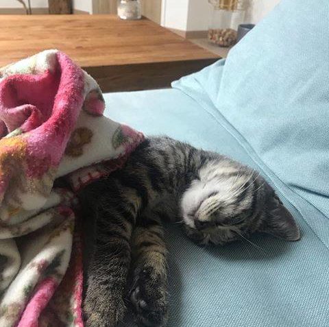 DŽUSÍK MILUJE SLEDOVAT V TV REKLAMY MÁ TAK PŘEHLED, KTERÉ GR...