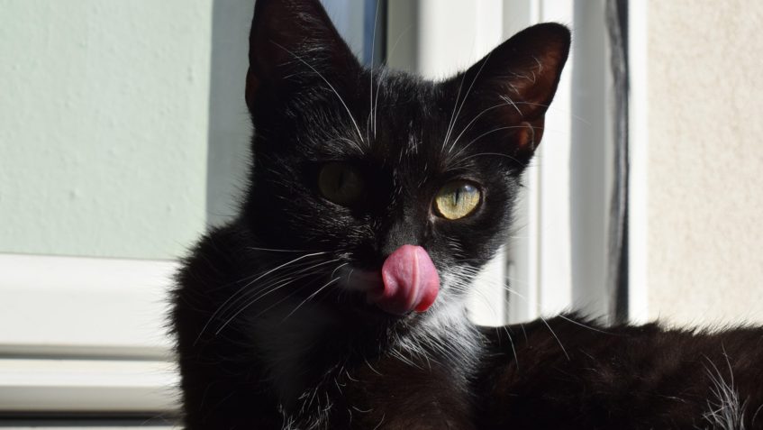 FÍBÍ CHYTILA PSACÍ NEMOC...