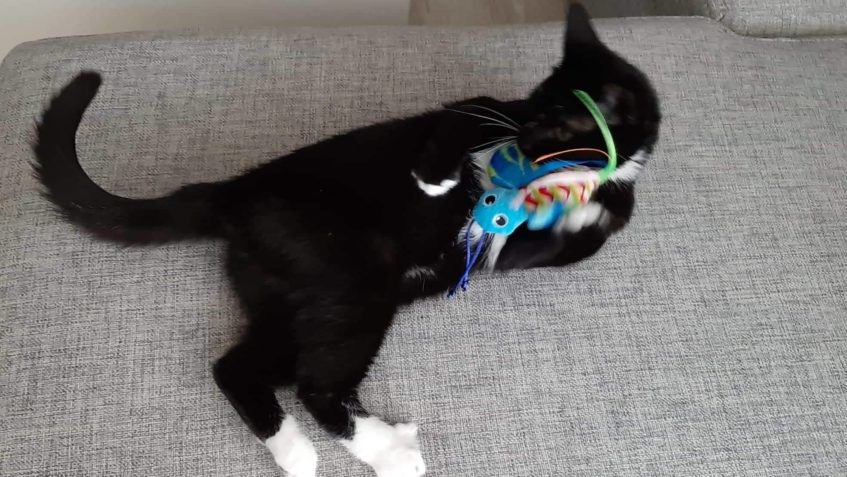 FÍBÍ alis FEŠANDA alias "POŠUK"...