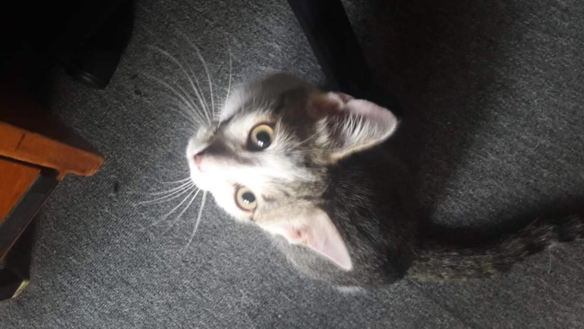 GRANÁTEK - FILÍPEK...