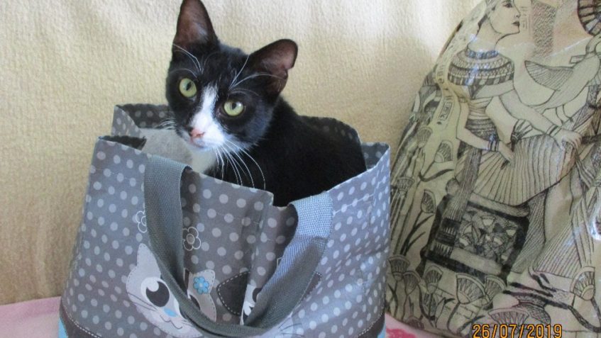 HALÓ, HALÓ, HALÓ VOLÁ MAZLÍK...