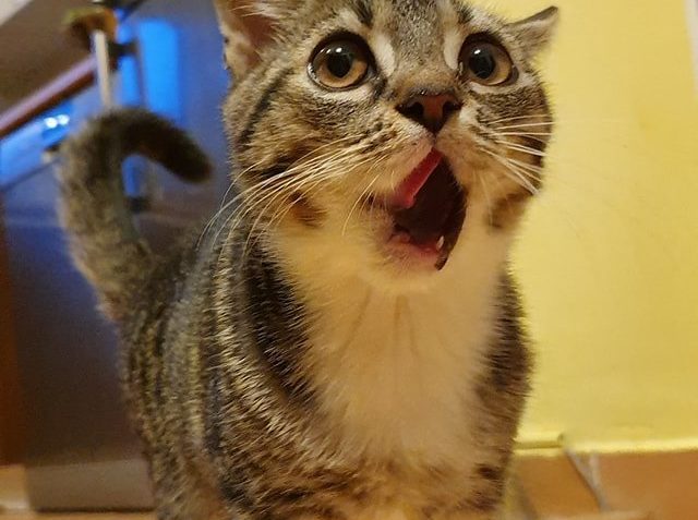 JÁ UŽ JSEM SI SNÍDANI DAL  A CO MÁTE NA SNÍDANI U VÁS...