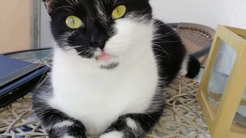 KDO BY NEZNAL SLUNÍČKOVOU CALAMITY...