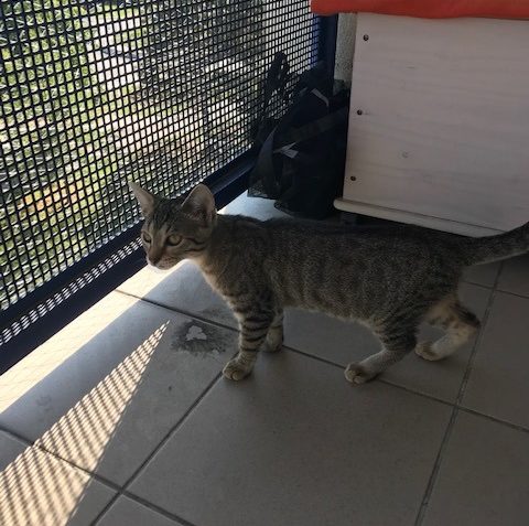 KMÍNEK  TEN SE MÁ  Z BALKONU POZORUJE CVRKOT NA ULICI, DOMA ...