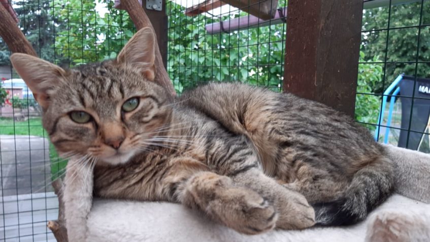 KOCOUREK  HNĚVÁNEK  ČEKÁ VE SLUNÍČKU NA SVŮJ VYSNĚNÝ DOMOV...