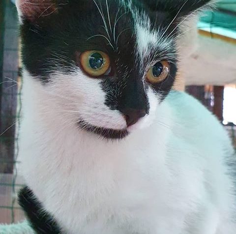 KOČIČKA EUFÓRIE Z RAČINĚVSE...