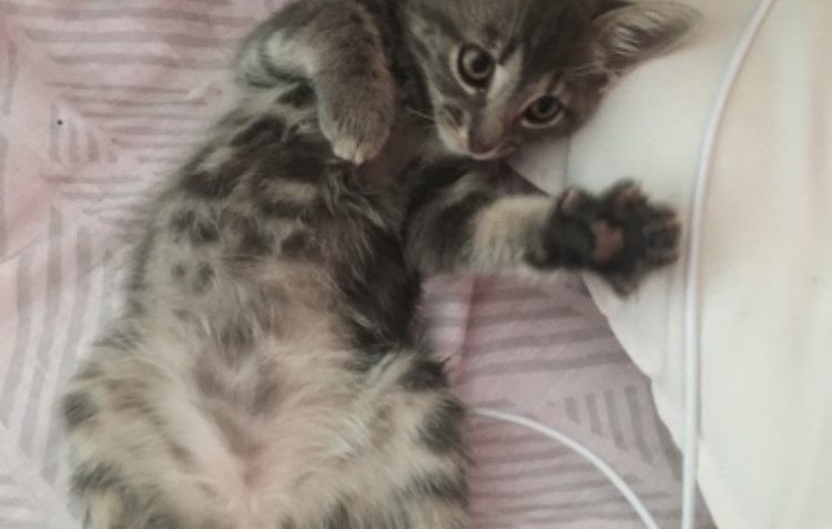 KRÁTKÉ ZPRÁVY OD LADONKY...