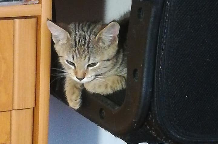 KVÍTKA Z DOBŘÍNĚ....