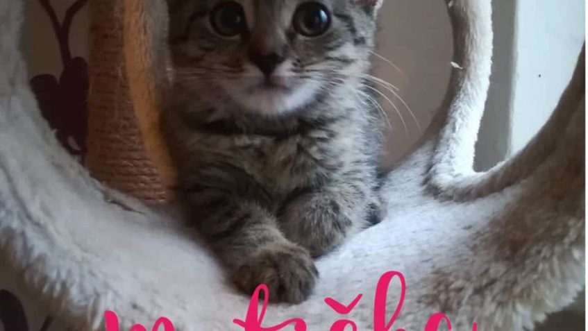 KVÍTKA Z DOBŘÍNĚ UŽ MAJÍ JMENA...