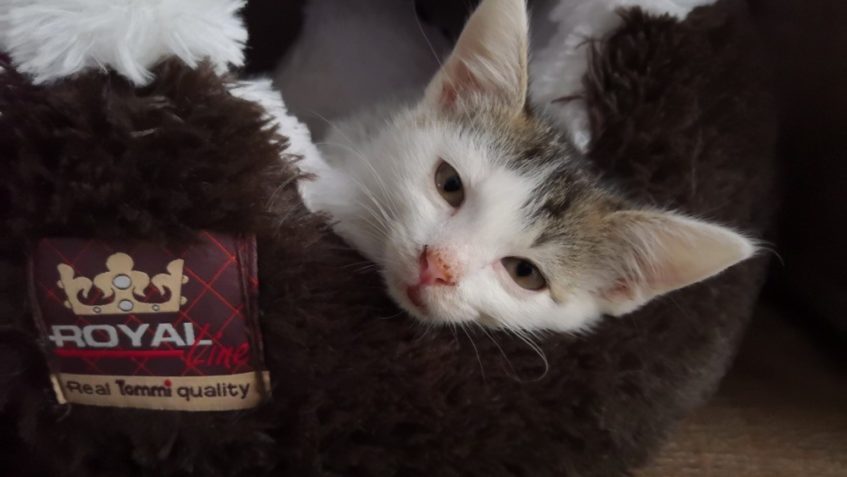 MACEŠKA JE  UŽ TÝDEN V NOVÉM DOMOVĚ. DĚKUJEME ZA KRÁSNÉ ZPRÁ...