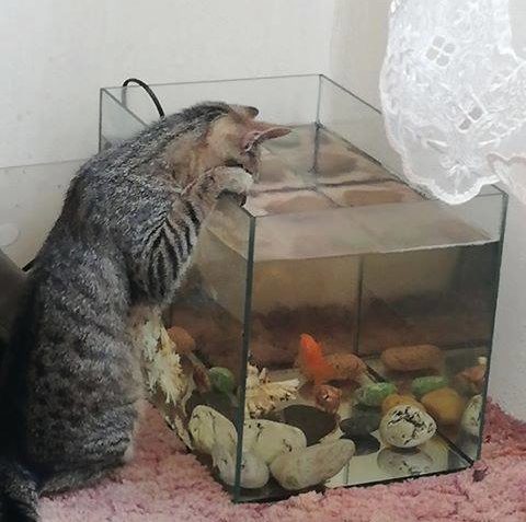 MAJORÁNKA, CHLUPATÝ ANDÍLEK, KTERÉMU JE MISKA S VODOU CIZÍ.....