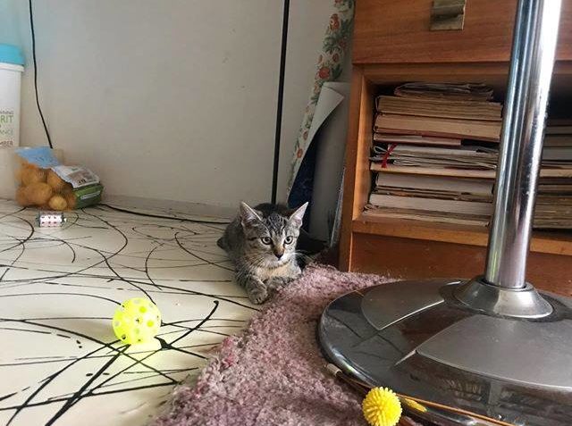 MAJORÁNKA - DVA V JEDNOM  LUMPÍK A MAZLÍK . Také Majoránka p...