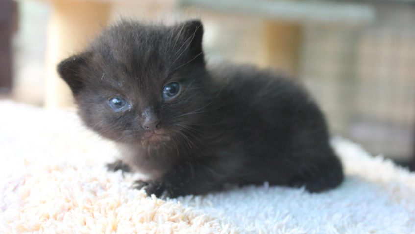 MIMINKA OD MAMINKY BOUŘKY Z BLÍZKA: DOUBRAVKA, LAJKA A SILVE...