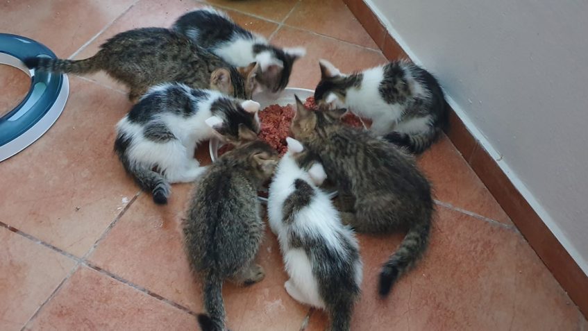 MYSLÍTE SI ........