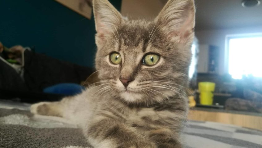 MÁČEK A BRUNETKA SE Z NOVÉHO DOMOVA PĚKNĚ ROZEPSALI...