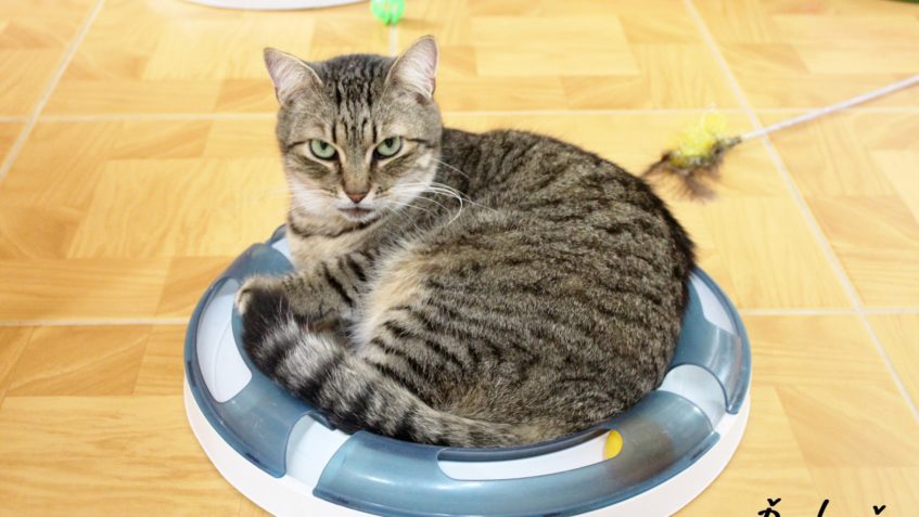 NEJKRÁSNĚJŠÍ SLUNÍČKA  OVŠEM TROCHU PLACHÁ...