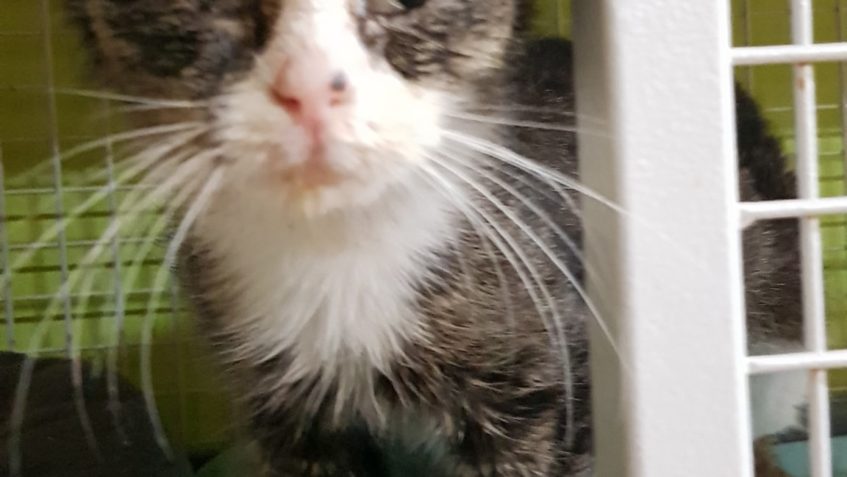 NYNÍ UŽ SLUNÍČKOVÁ KOČIČKA CUKI...