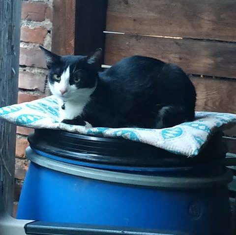 OZVALA SE NÁM I BETYNKA. JE TO UŽ VELKÁ DÁMA. CELÉ LÉTO TRÁV...