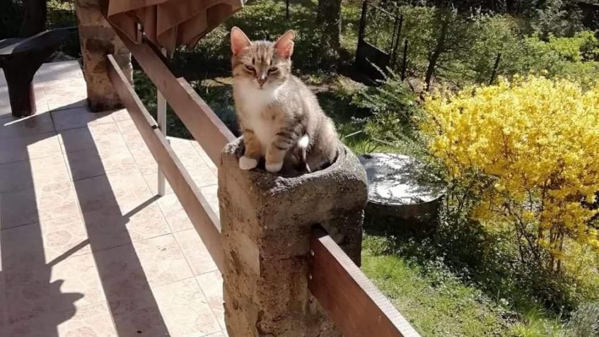 PEPINKA, LUCIFEREK, ASFALTIK, ZORINKA...